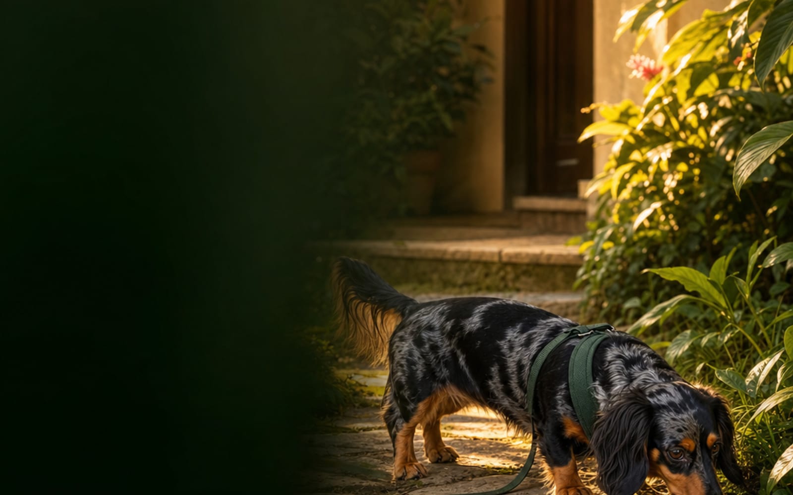 Dachshund miniatura de pelo longo com pelagem preta dapple e manchas prateadas fareja o jardim, usando peitoral verde e guia frouxa ao chão.